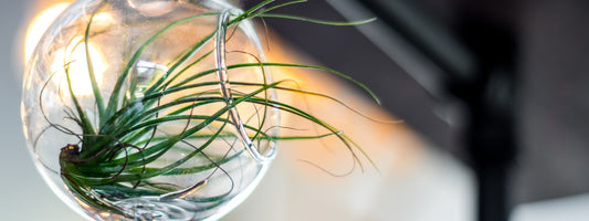 Get Crafty With Air Plants