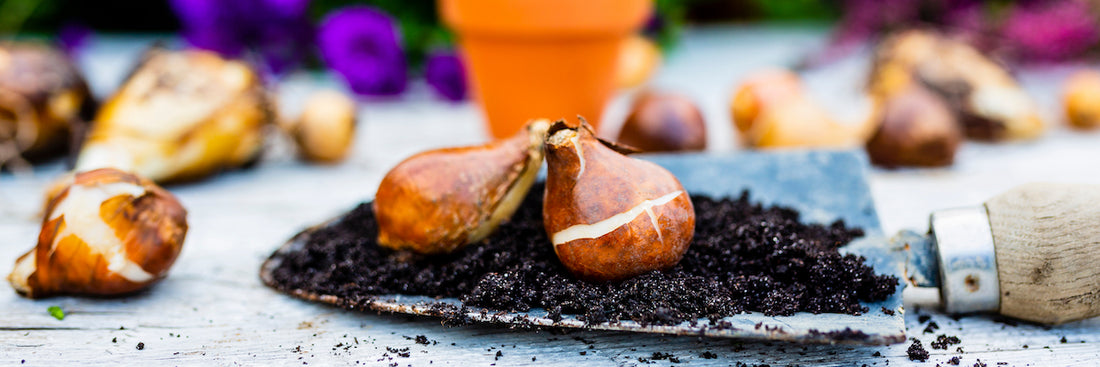 How To Grow Bulbs Outside Your Zone