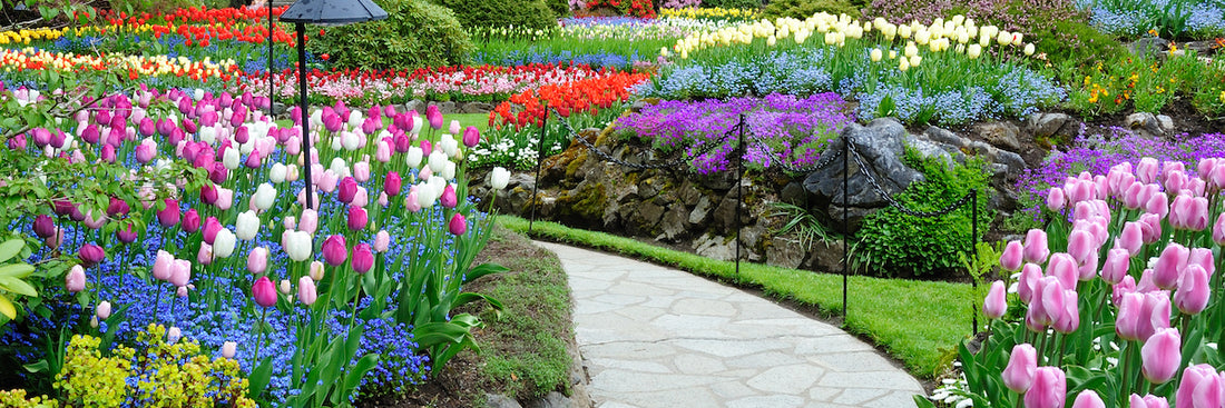 How To Use Blocks Of Color In The Garden