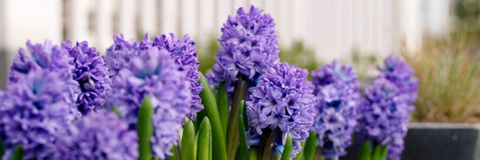 Hyacinths being forced to grow indoors. 