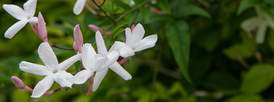 Jasmine plants for sale 