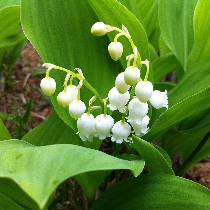 10 Lily of The Valley Bulbs for Planting, Lilies of The Valley Plants  Perennial, Lily Flower Bulbs Roots Outdoor Garden