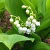 Lily of the Valley Pips