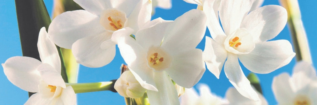 Different Types of Paperwhite Narcissus