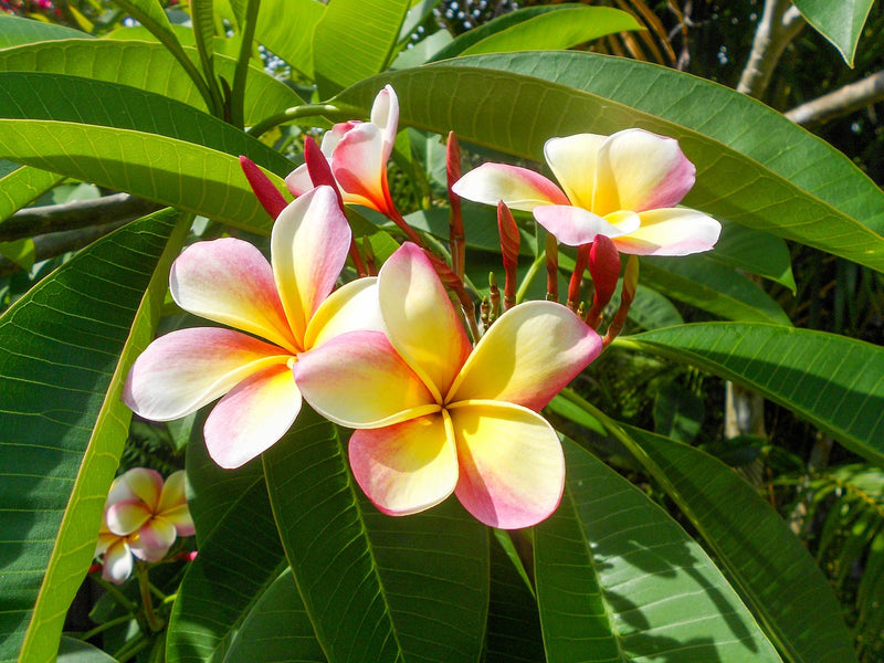 Top 8 Must-Have Tropical Plants – Easy To Grow Bulbs