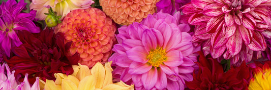 Step by Step Guide to Growing Dazzling Dahlias!