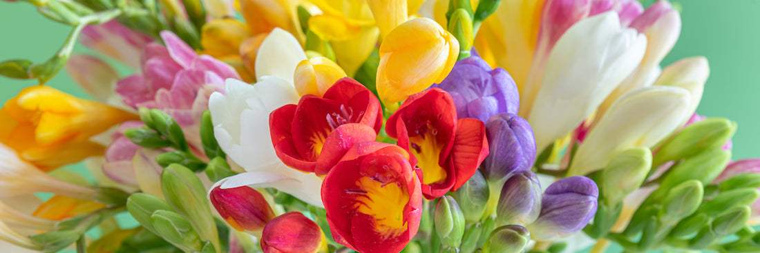 Simple Steps To Fabulous Fragrance With Freesia!