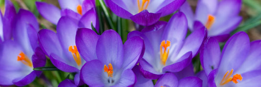 Caring for Spring Blooming Bulbs — After they Bloom
