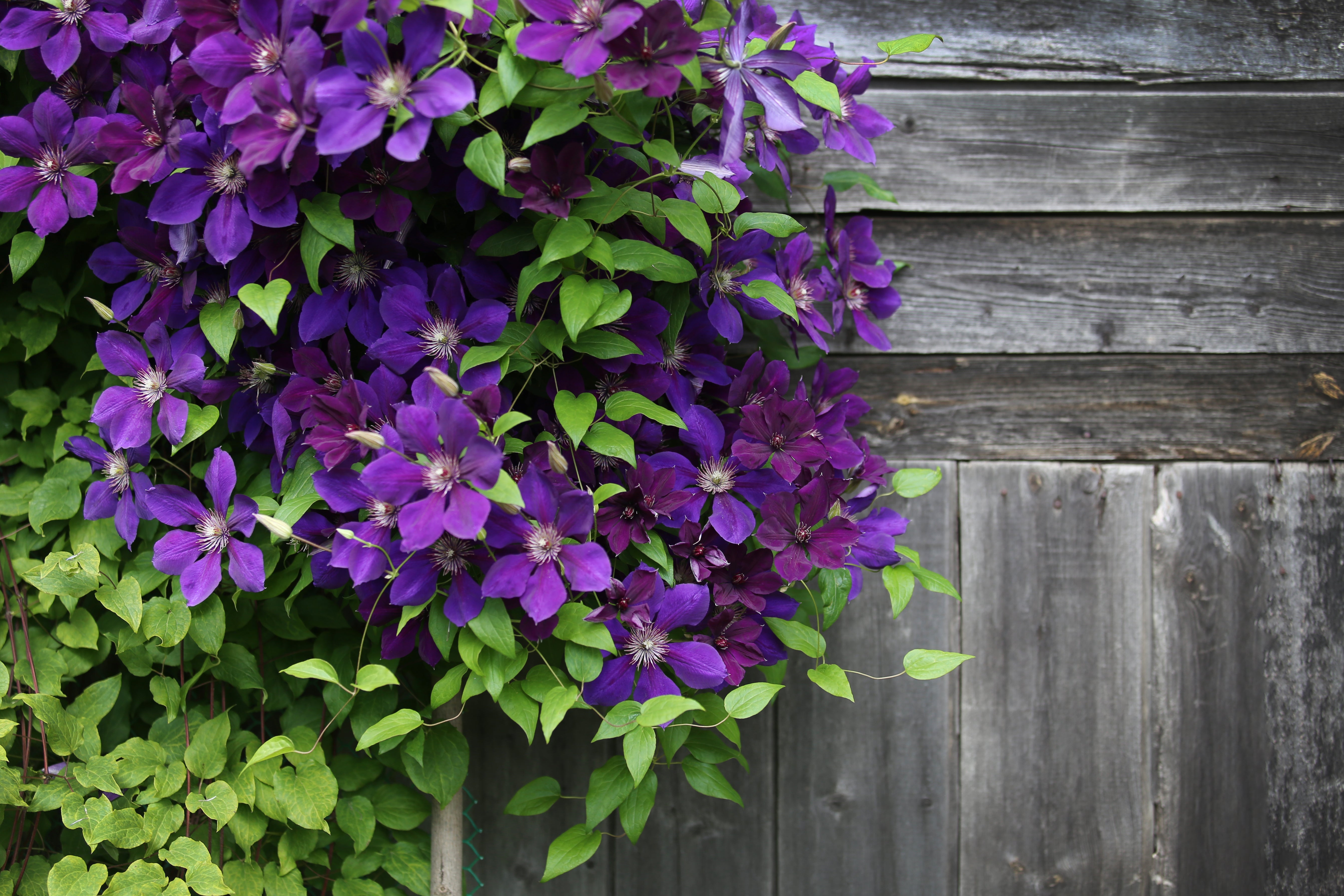 How to Grow Clematis for Big Blooms  Easy To Grow Bulbs