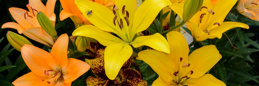 How to Plant Potted Lilies
