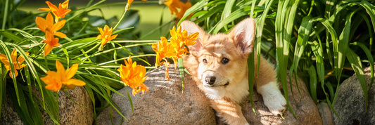 Toxic Plants To Avoid For Your Pets