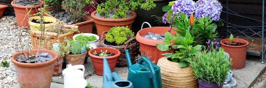 7 Tips for Successful Container Gardening