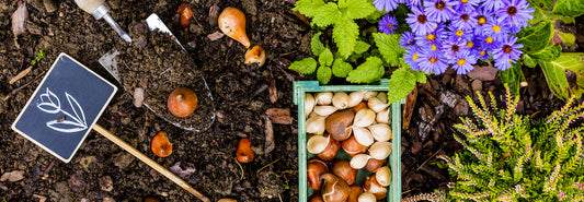 A grower's plot with bulbs and rhizomes spread out on top
