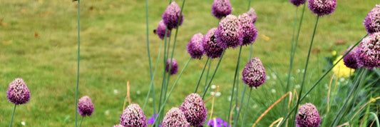 5 Ways to Incorporate Weird Plants Into Your Garden