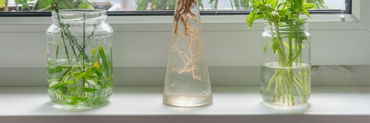 How to Water Propagate Houseplants  Easy To Grow Bulbs