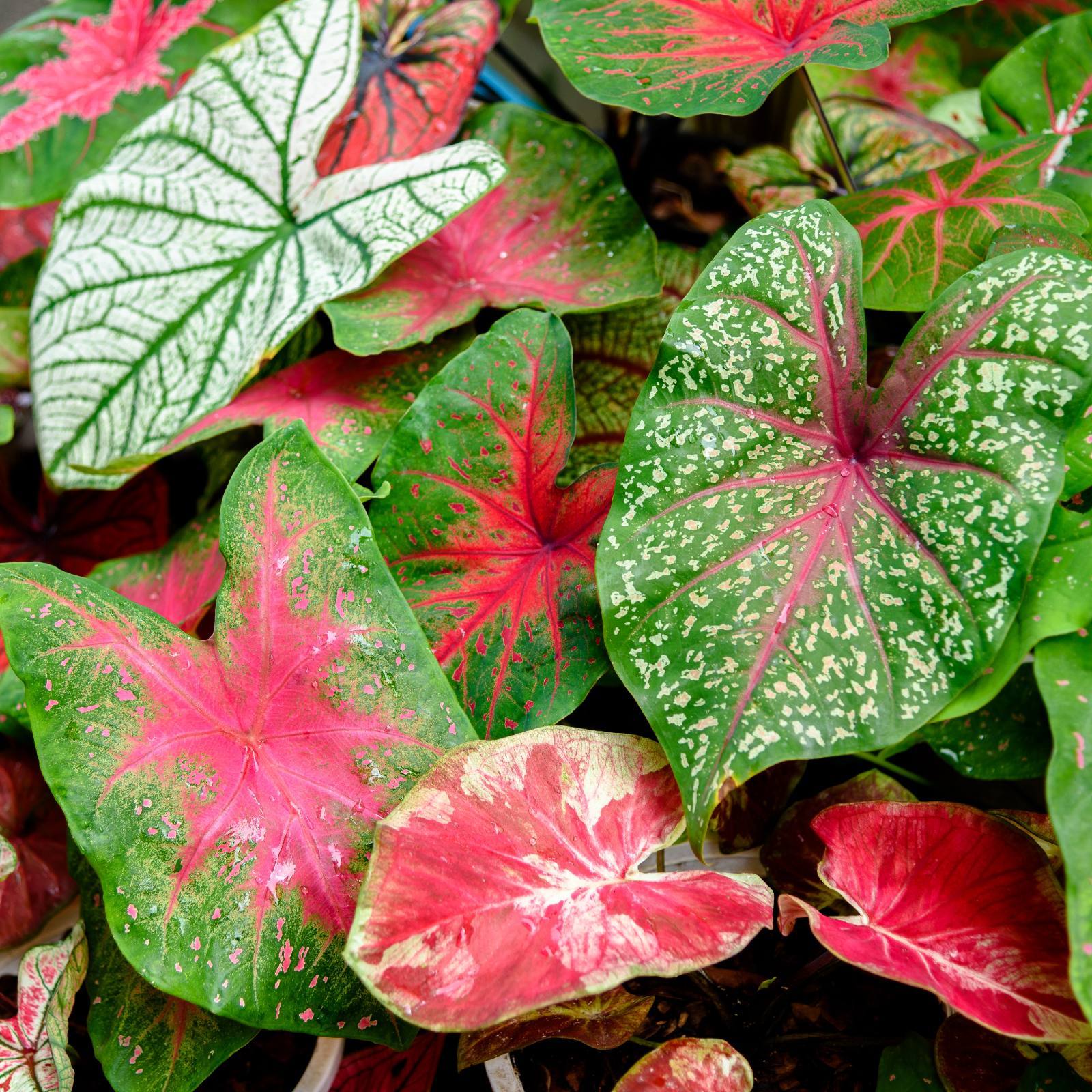 Caladium Bulbs For Sale Easy To Grow Bulbs