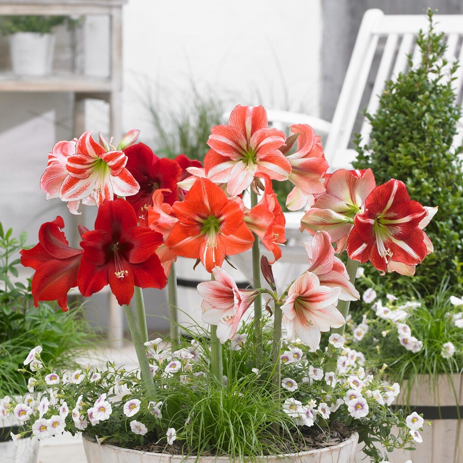 Indoor Bulbs & Gifts – Easy To Grow Bulbs