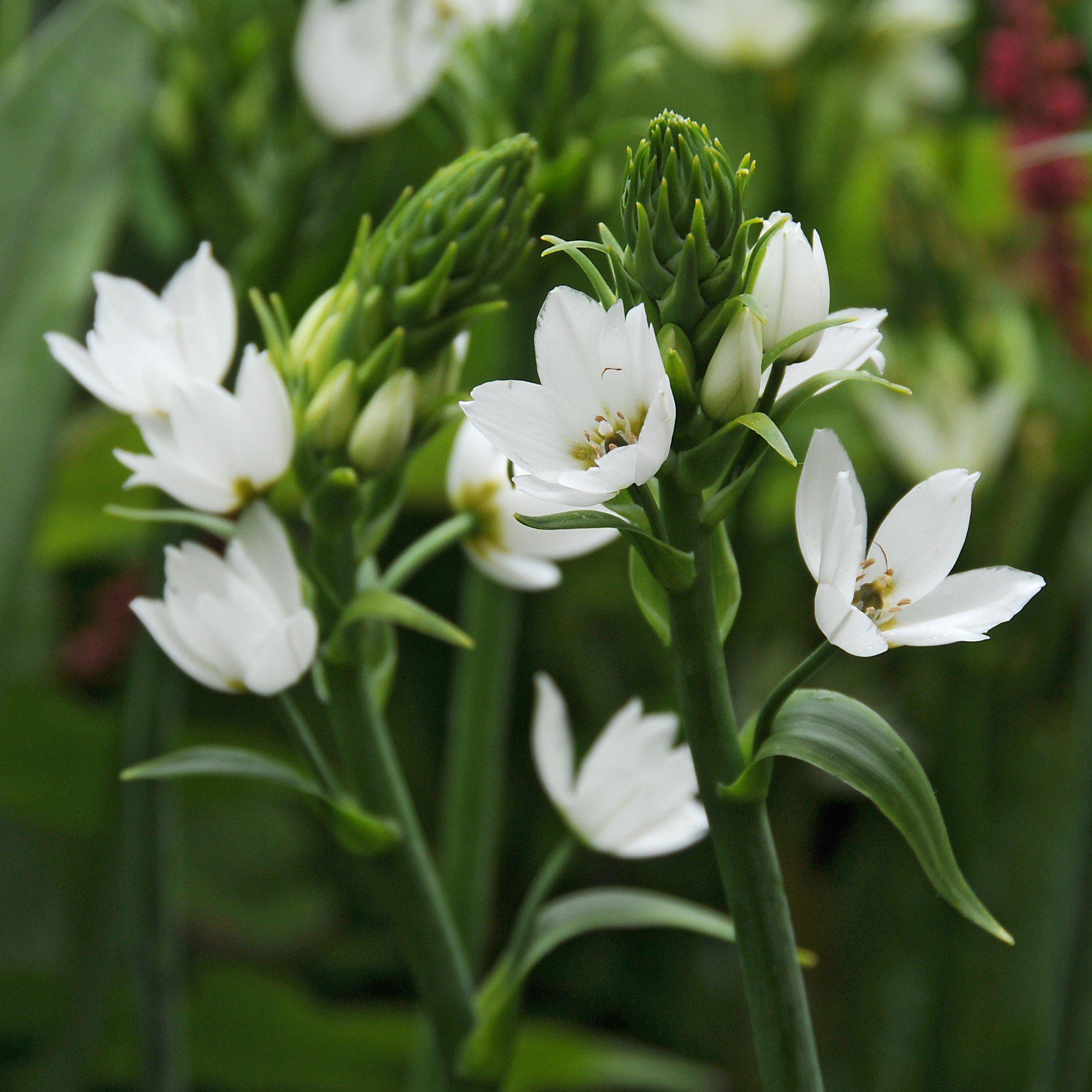 Ornithogalum Flower Bulbs from Easy to Grow  Easy To Grow Bulbs
