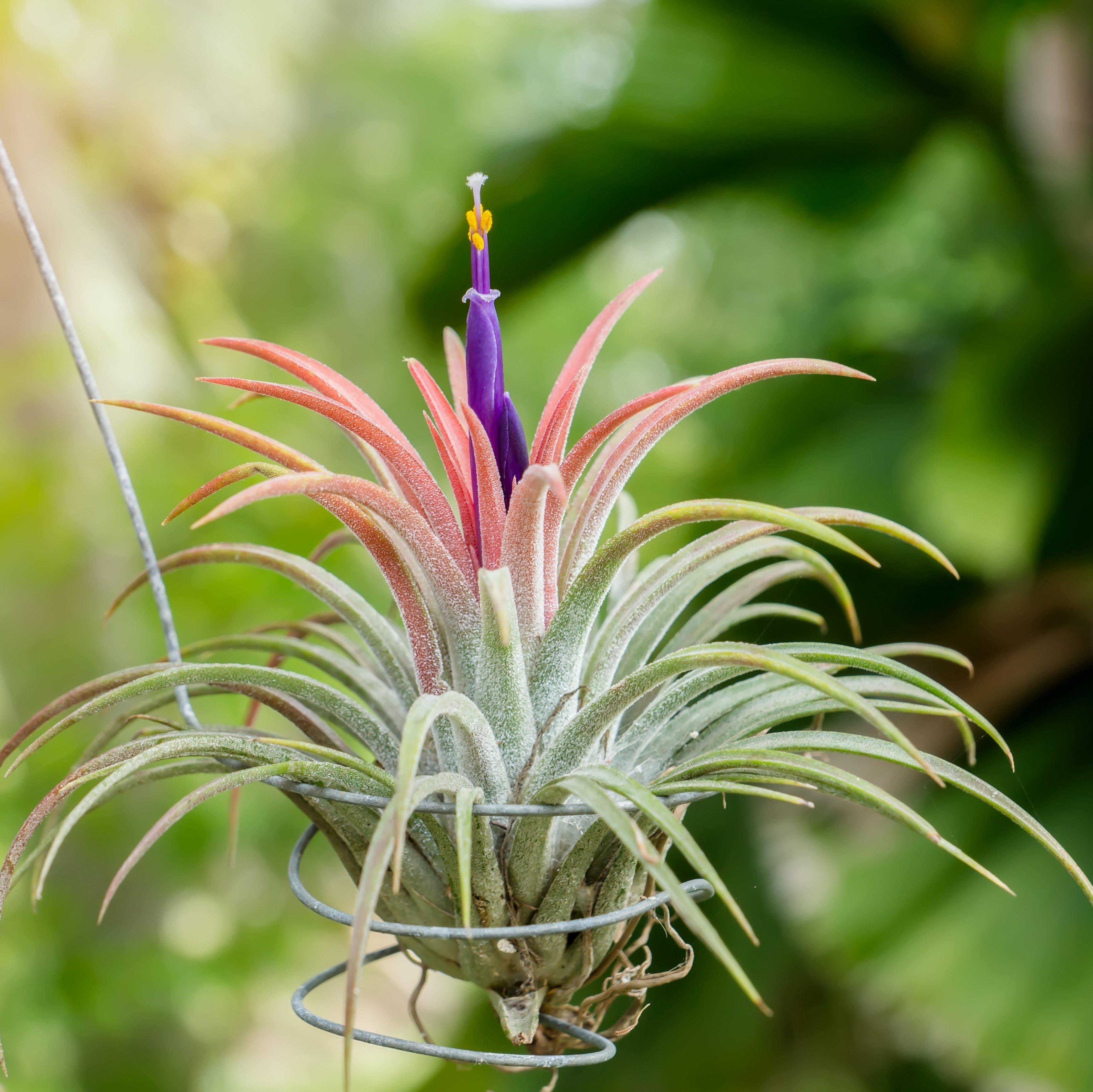 Air Plants (Tillandsia)  Easy To Grow Bulbs