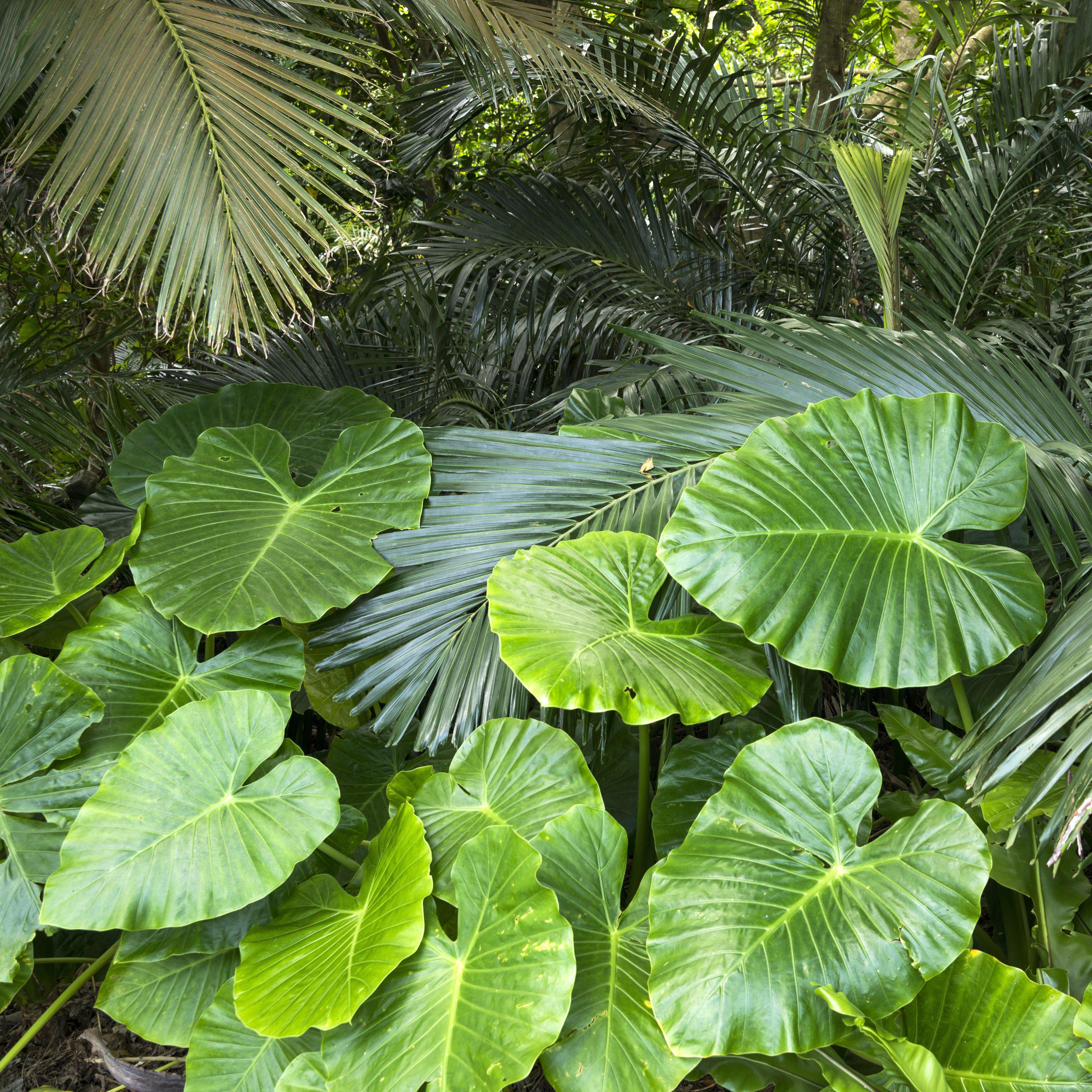Alocasia/Colocasia (Elephant Ears)  tagged "Climate Zone_Zone 8"  Easy To Grow  Bulbs