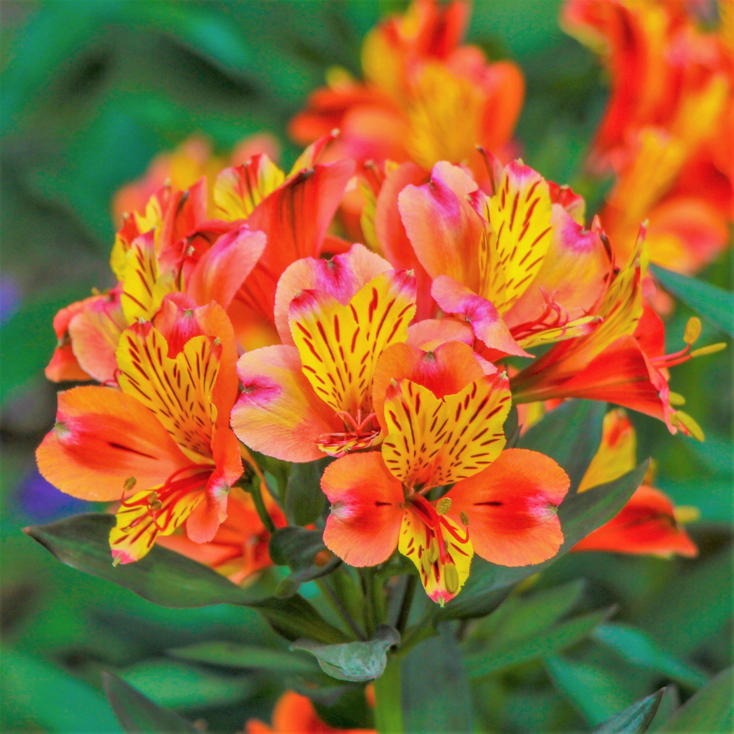 Alstroemeria (Princess Lilies)  tagged "Color_White"  Easy To Grow Bulbs