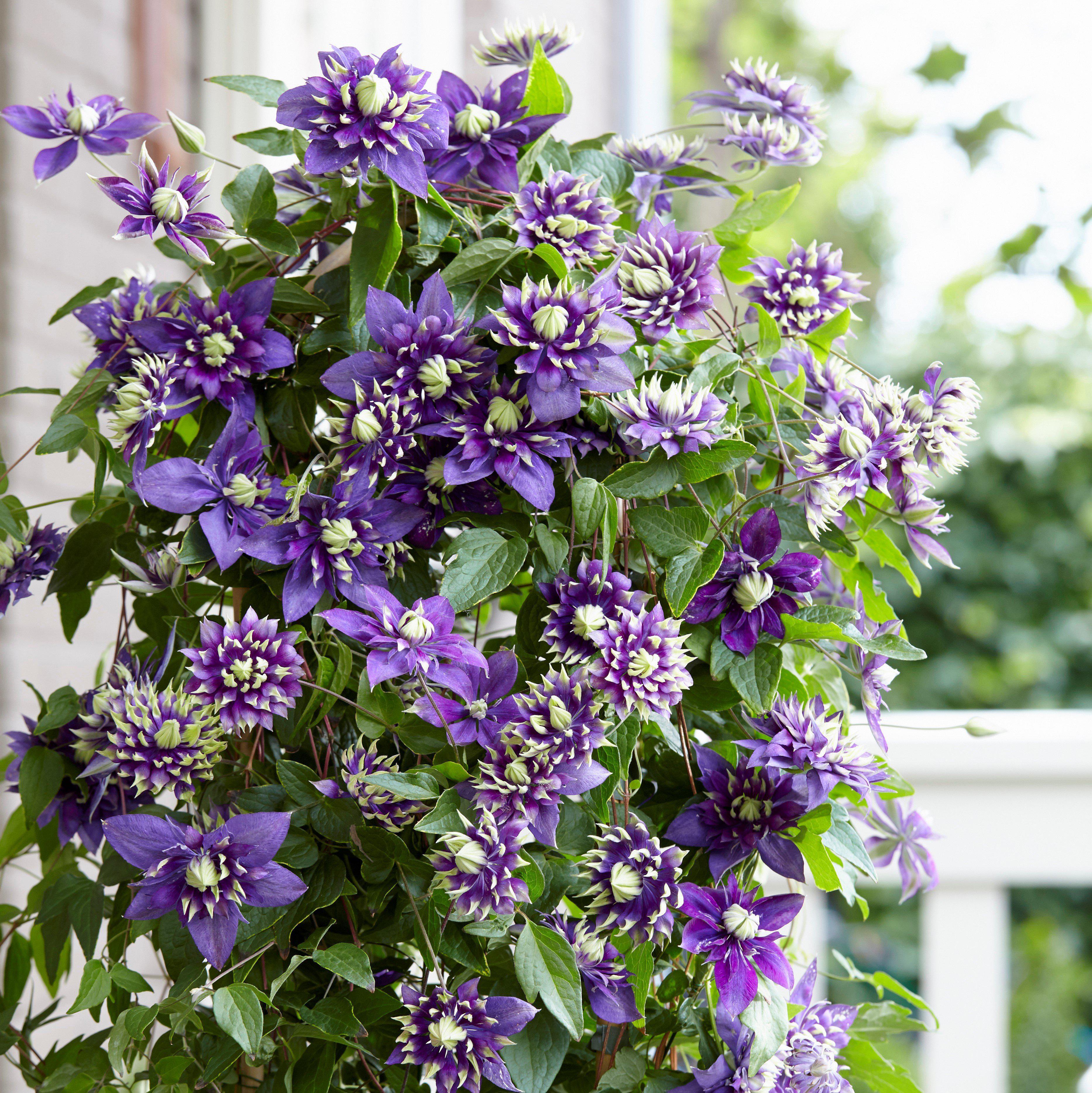 Flashy Potted Plant For Sale Online | Clematis – Easy To Grow Bulbs