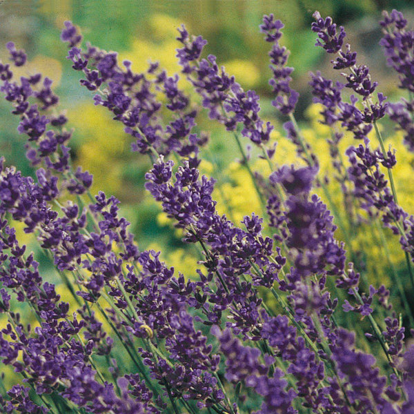 Lavender Plants (Lavandula)