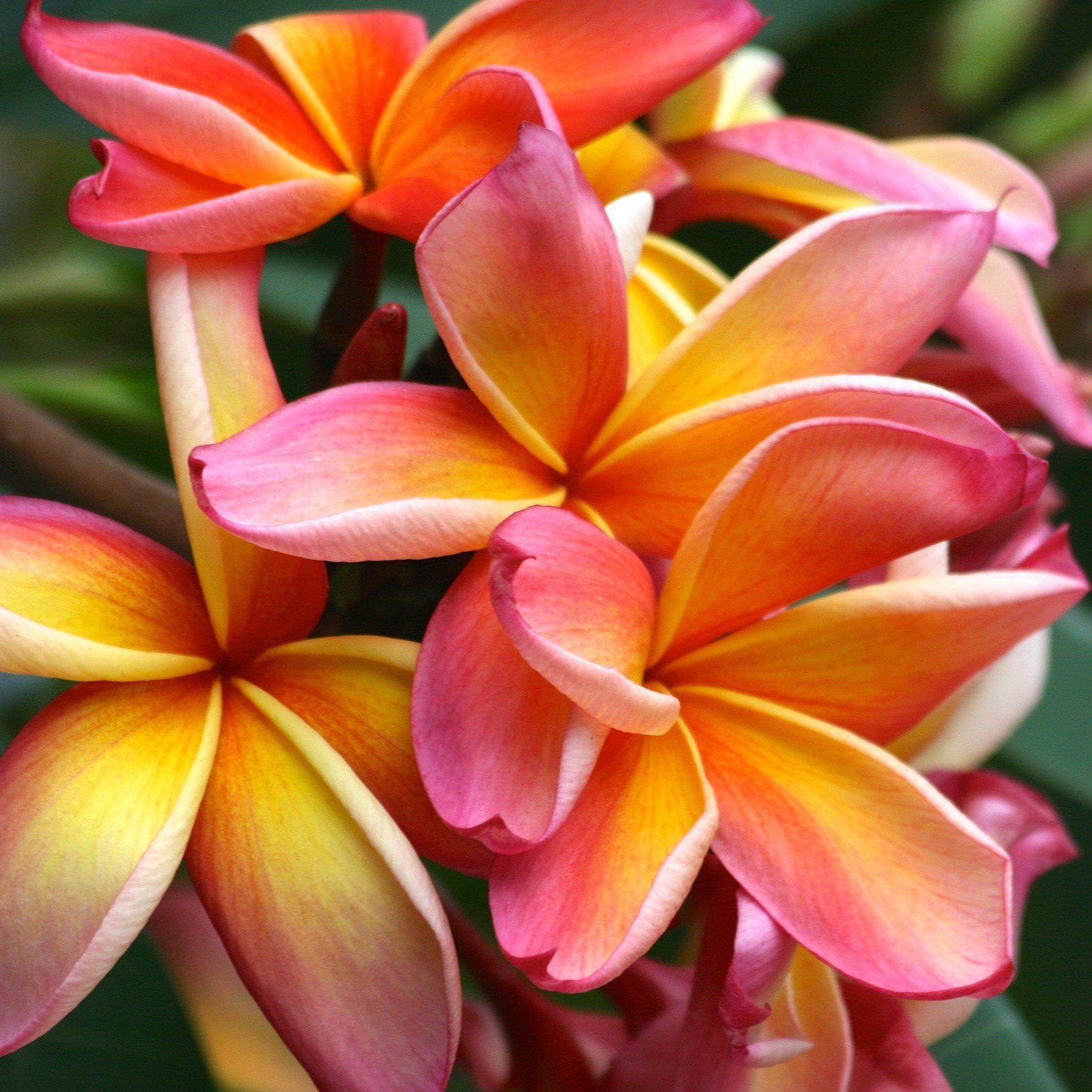 Plumeria For Sale Near Me – Get Yours Today! Plumeria For Sale Near Me – Get Yours Today!