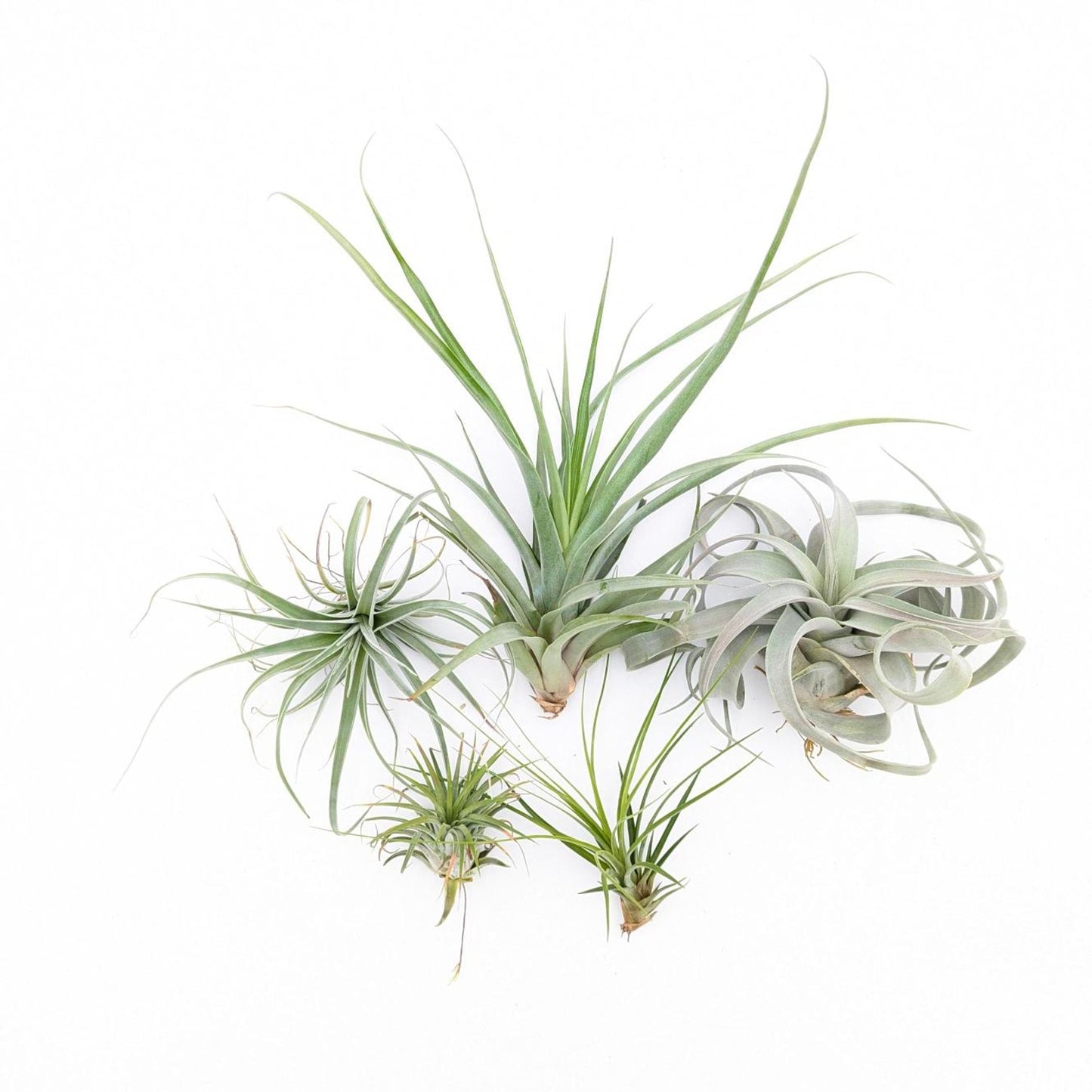 mix of air plants tillandsia