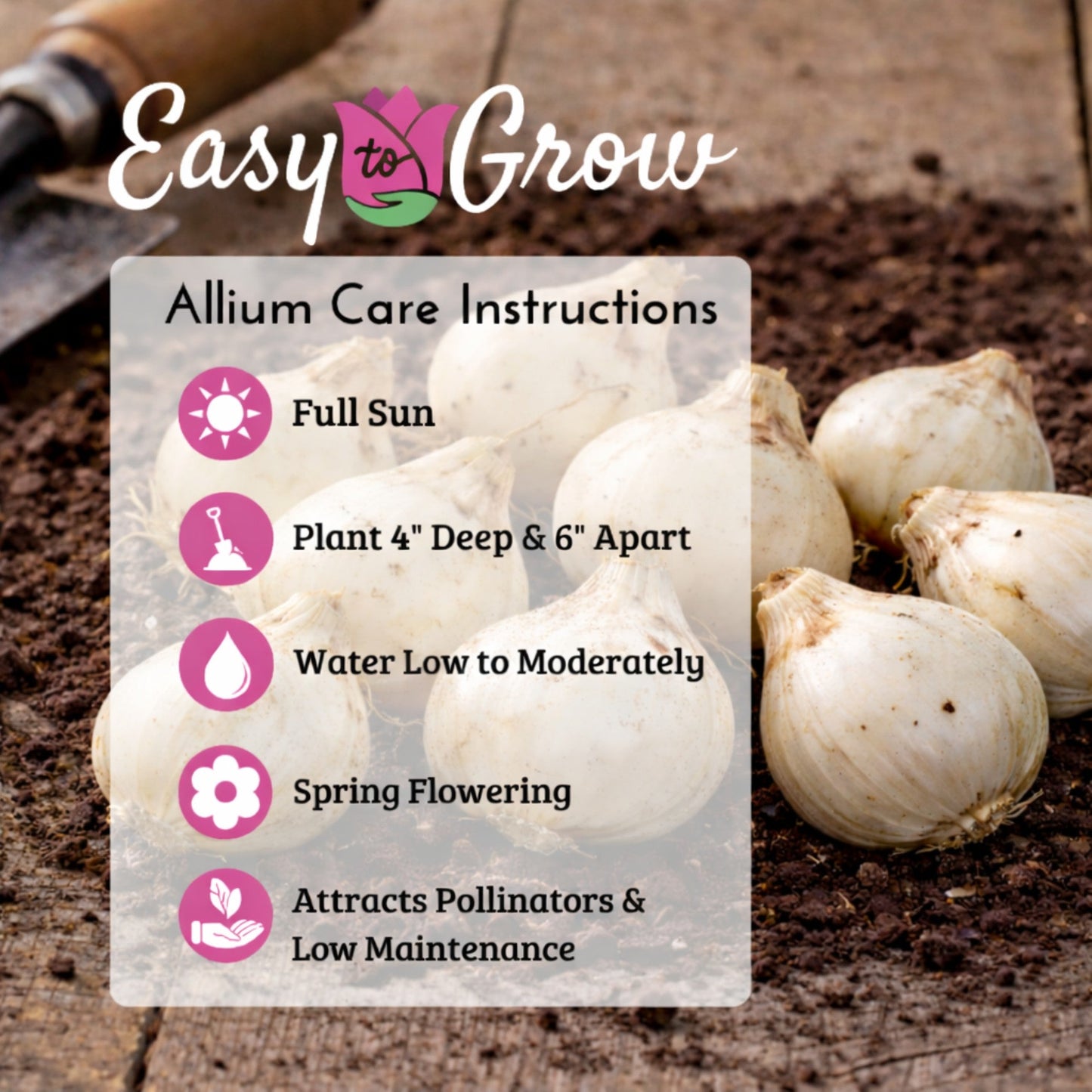 allium bulbs planting and care instructions