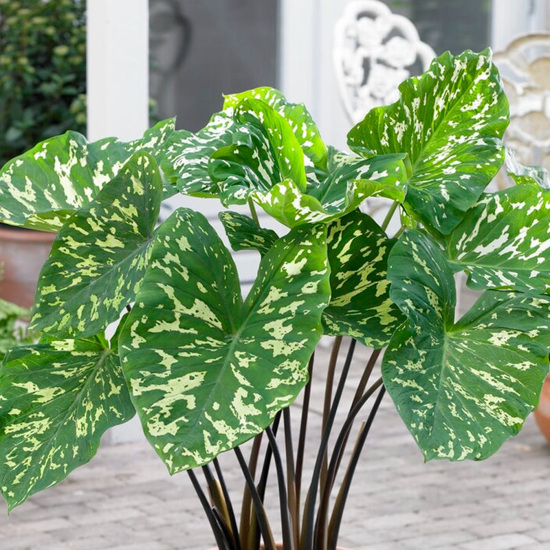 Hilo Beauty - beautiful green and yellow variegated leaves of darker stems