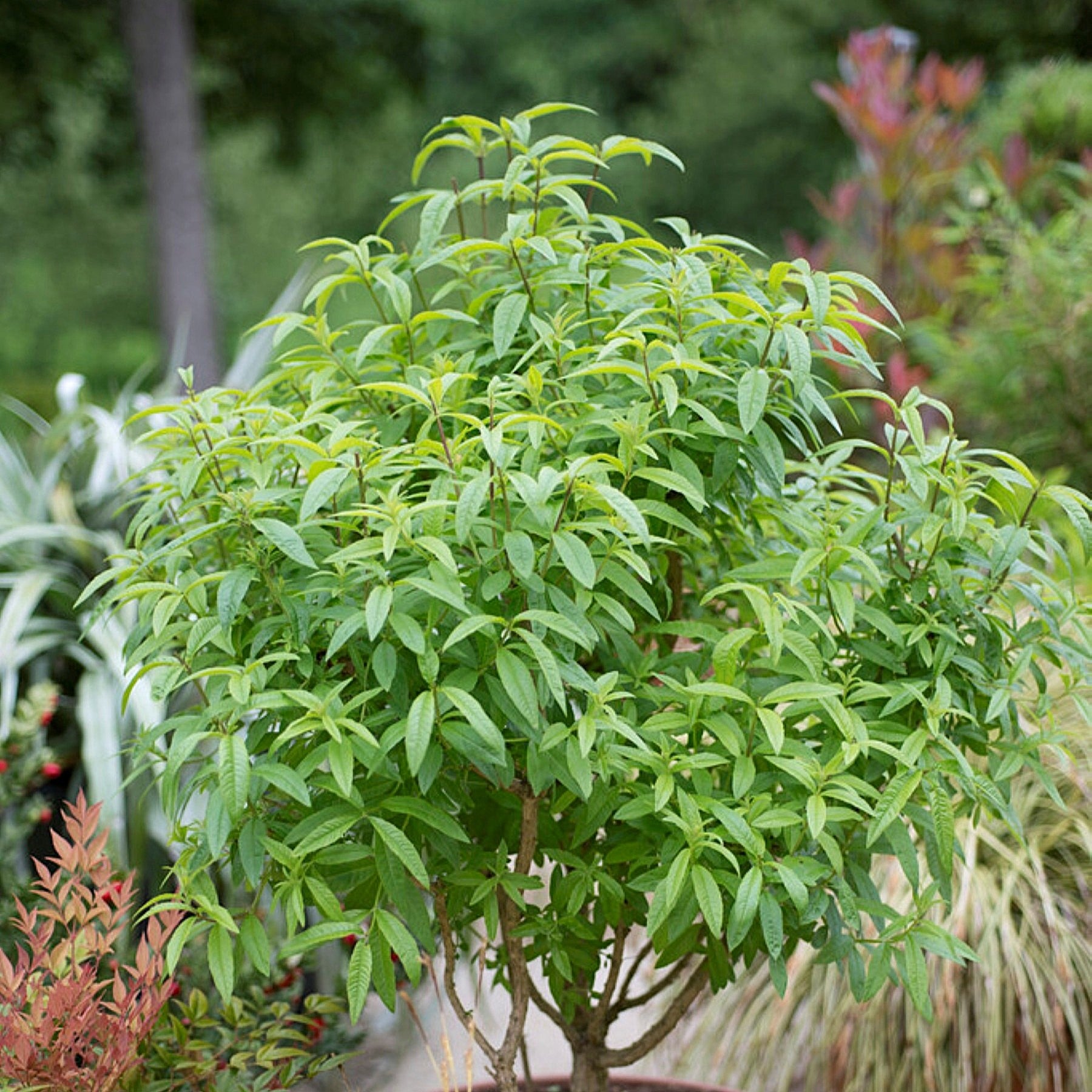 Culinary Herb for Sale Online Lemon Verbena – Easy To Grow Bulbs