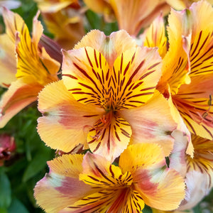Alstroemeria Sara features multicolored petals with yellow, bright pink and white edging