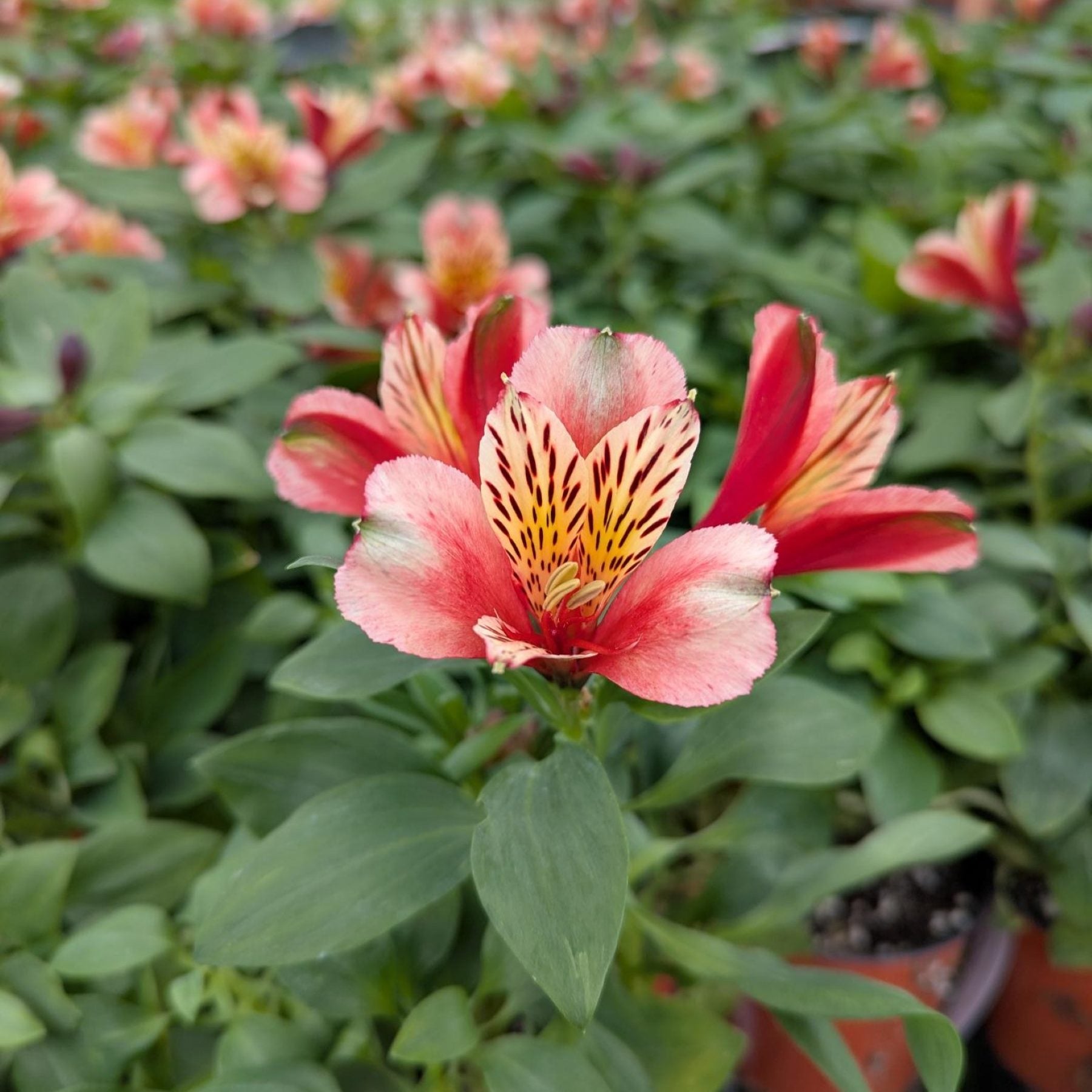 alstroemeria potted plants Easy to Grow Bulbs Alstroemeria