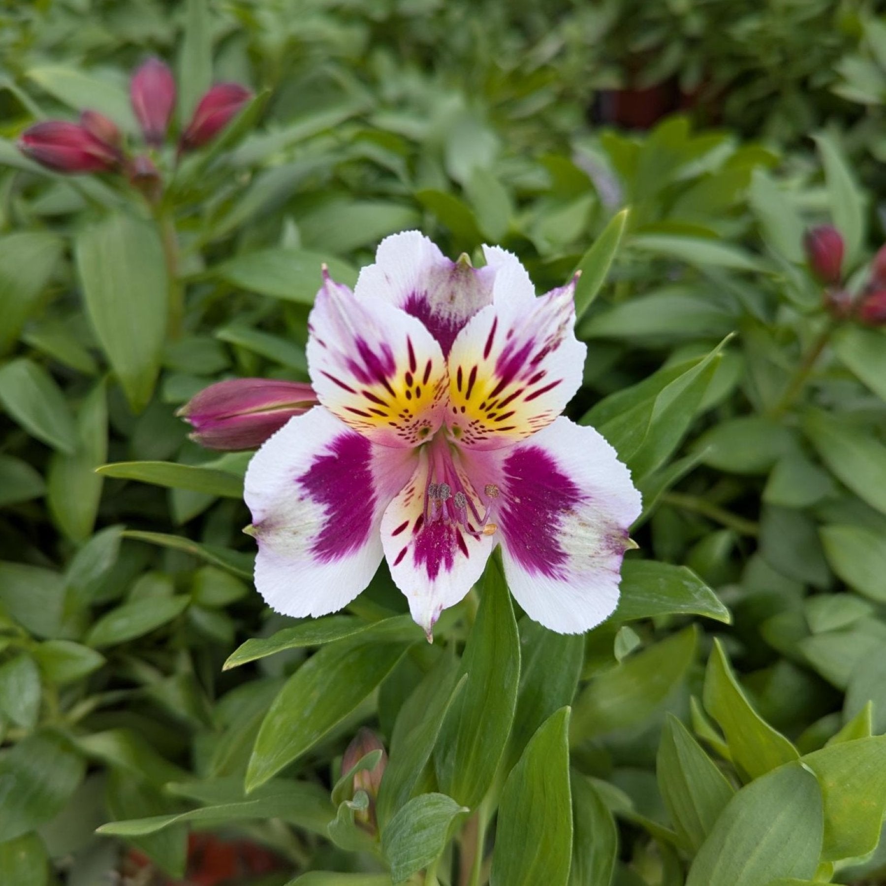alstroemeria potted plants Easy to Grow Bulbs Alstroemeria
