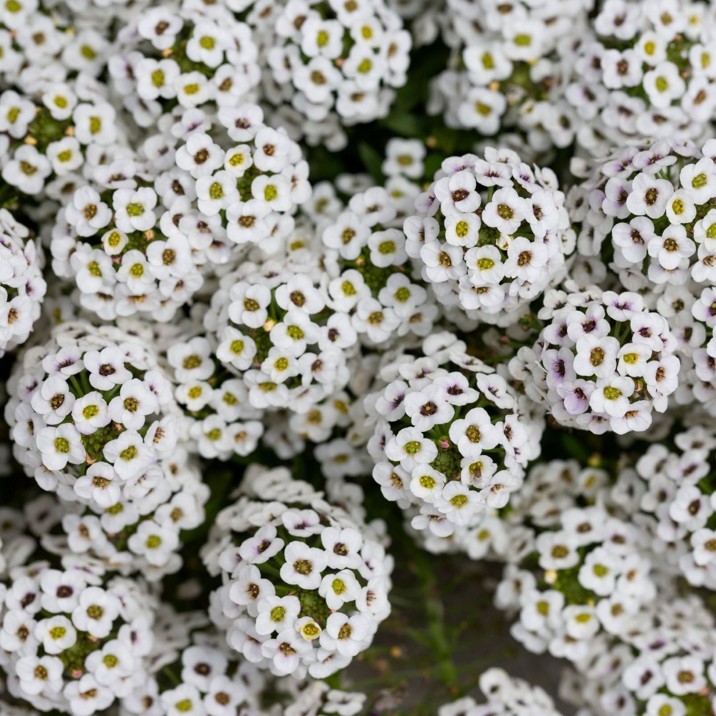 close up of white alyssum flowers