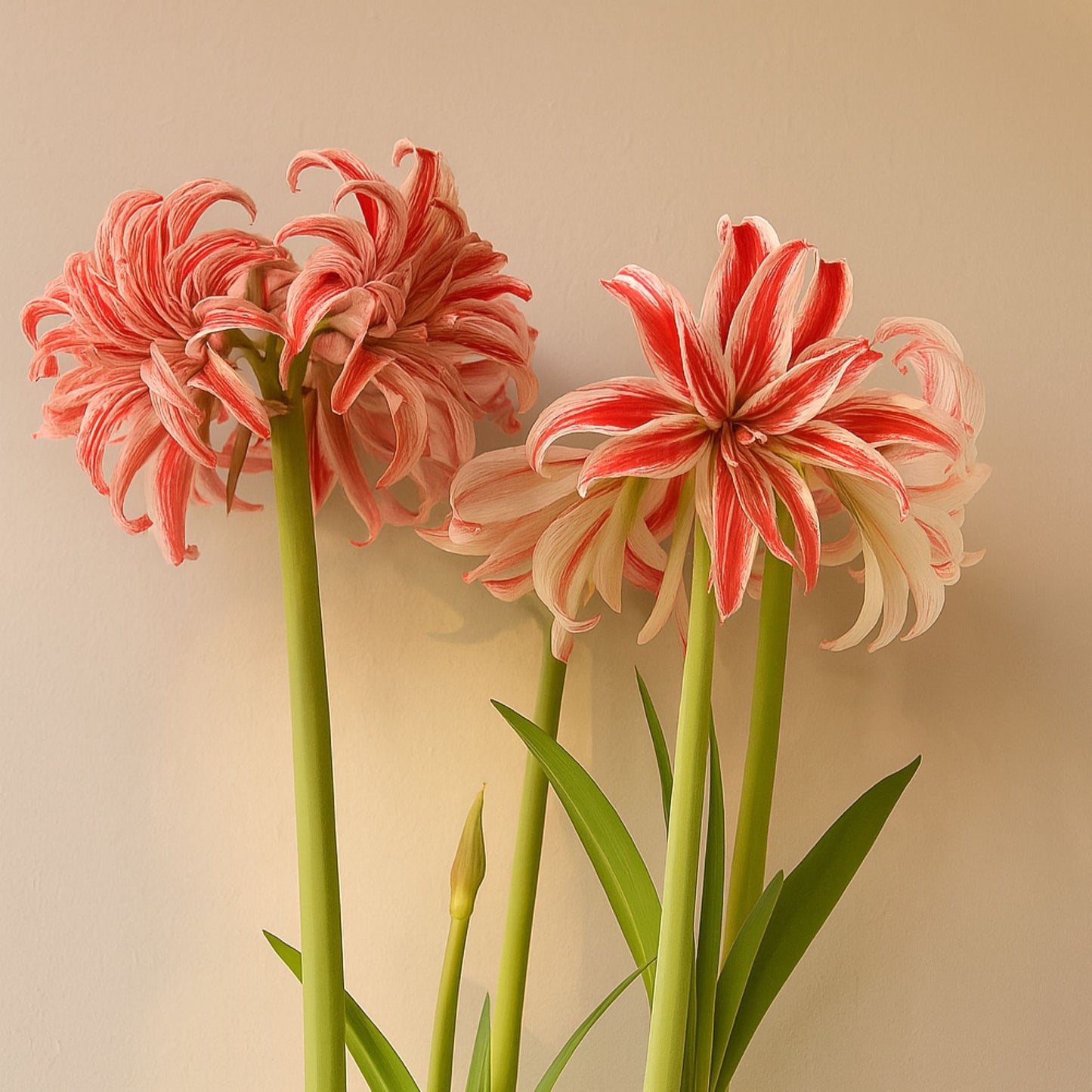 Double white and red blooms of Amaryllis Doublet