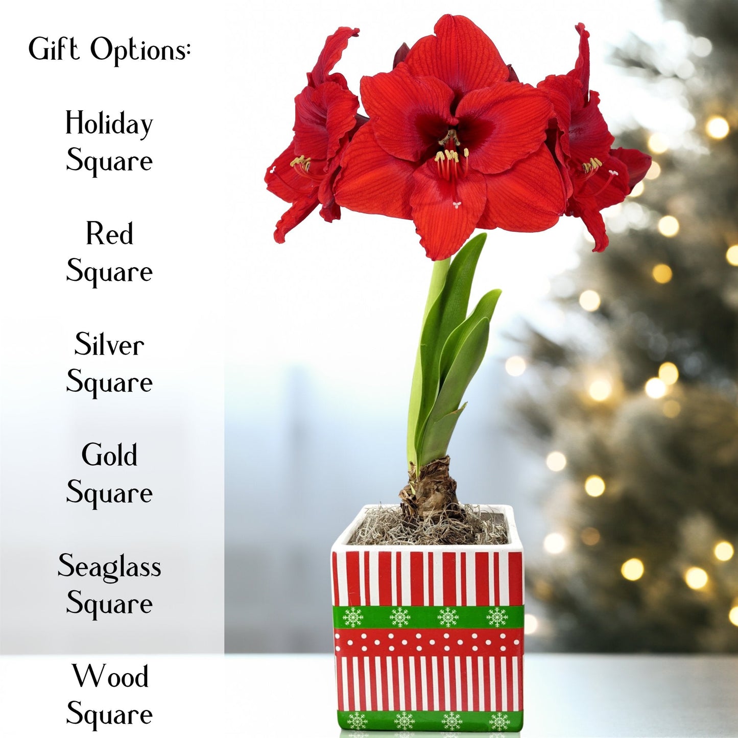 Amaryllis Ferrari Gift in a Square Planter