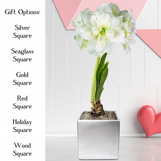 amaryllis snow drift in silver square valentines