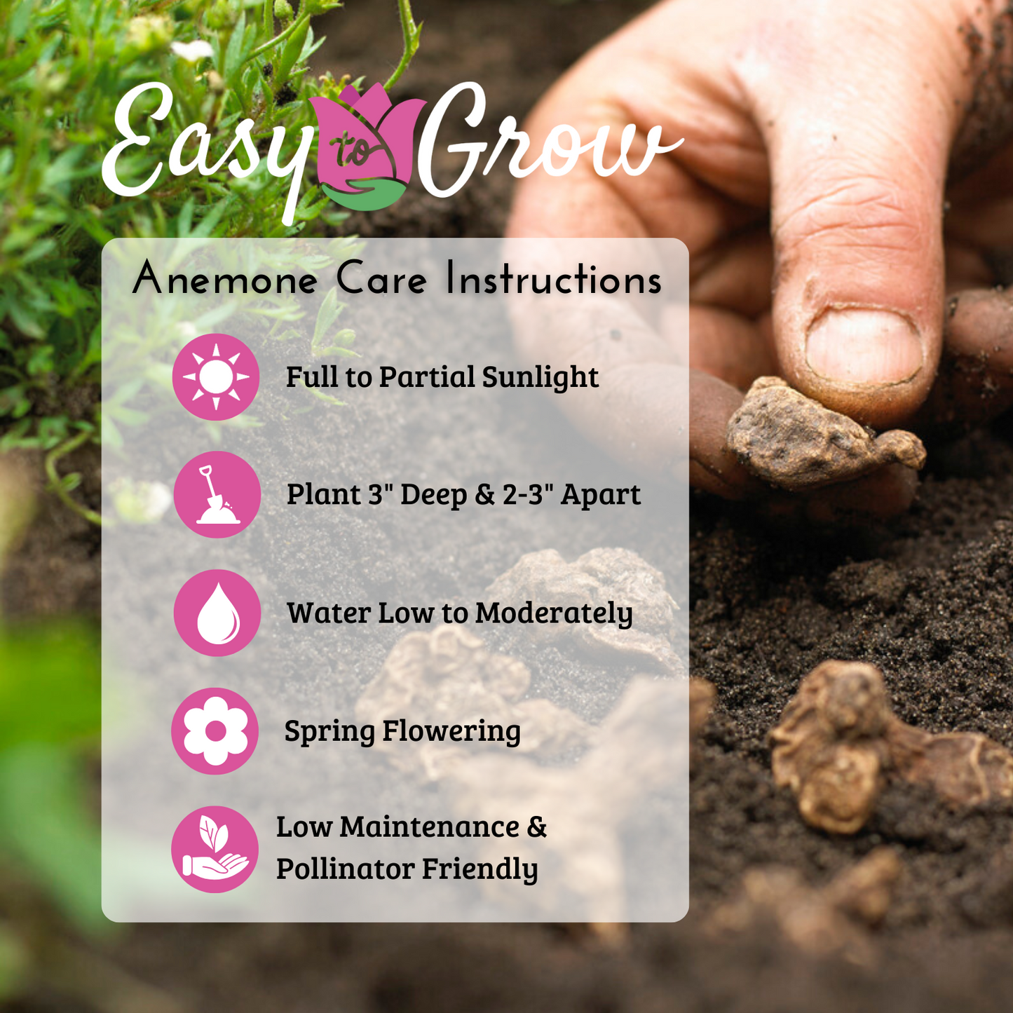 Anemone Care Instruction Guide for Planting