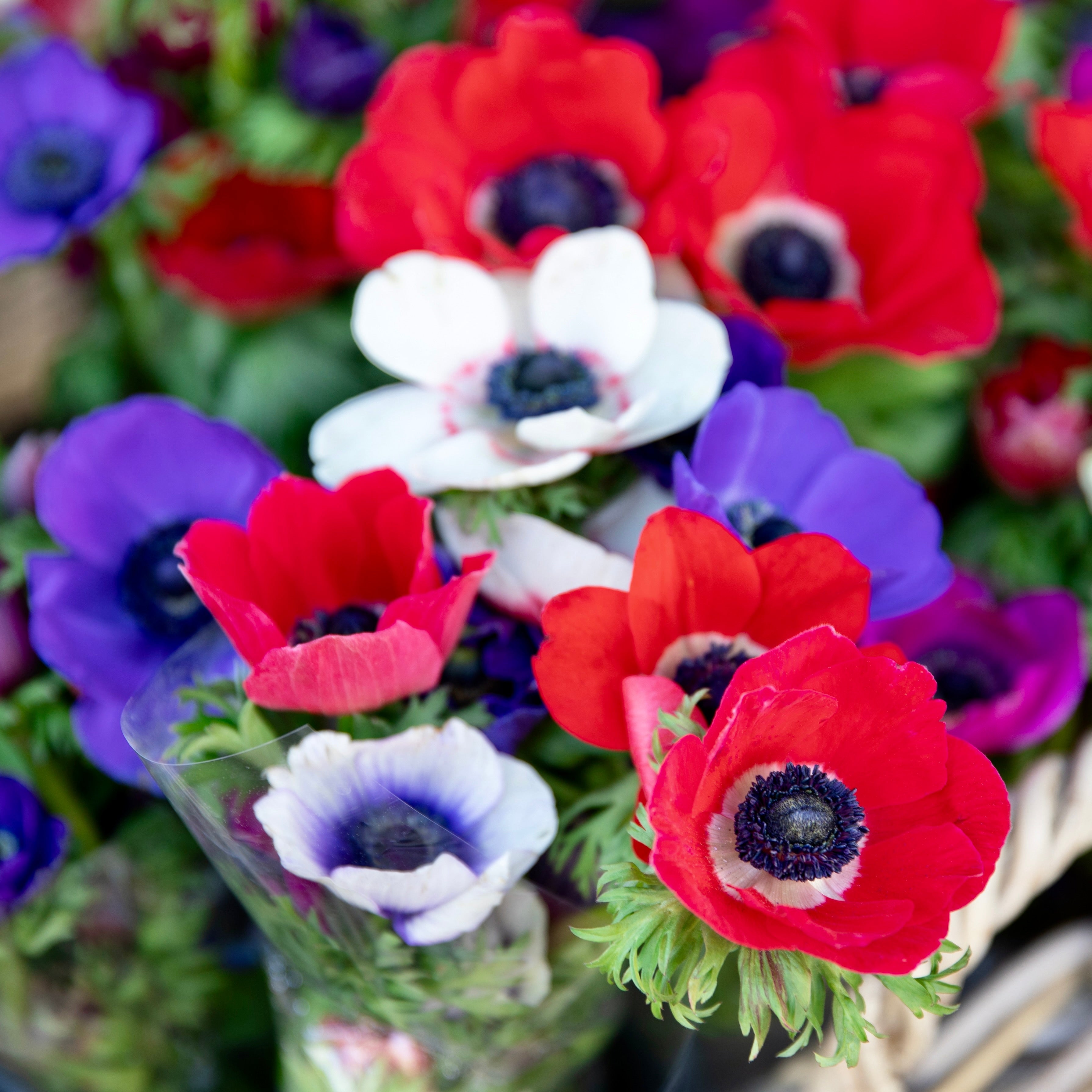 Anemone Bulbs For Sale