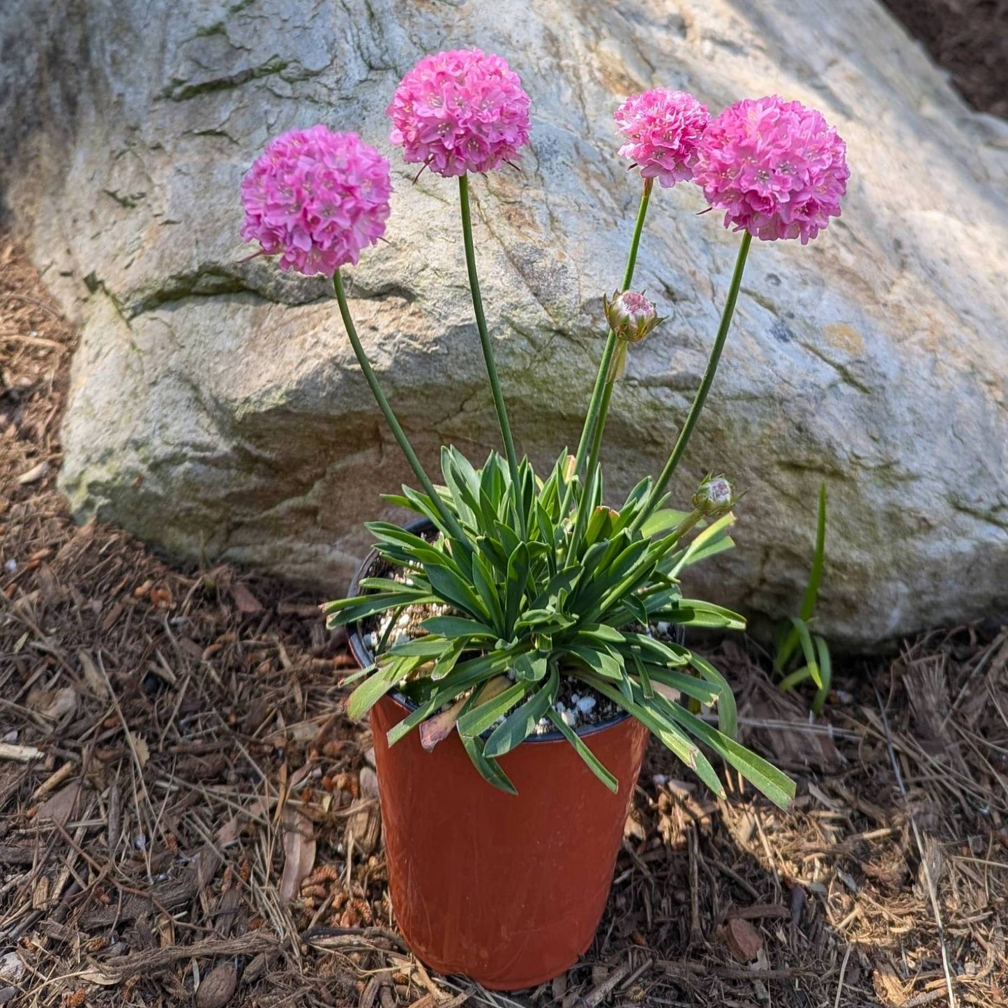 Armeria Daydream in a grower's pot