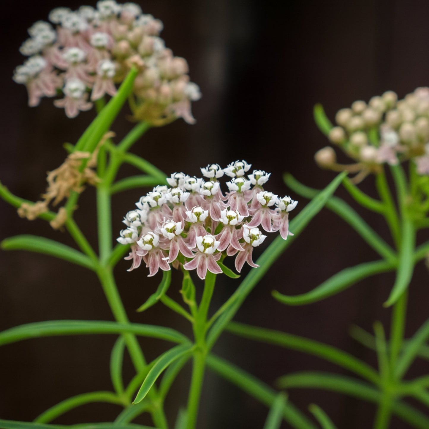 Narrowleaf Milkweed pink-purple-white blooms and narrow leaves