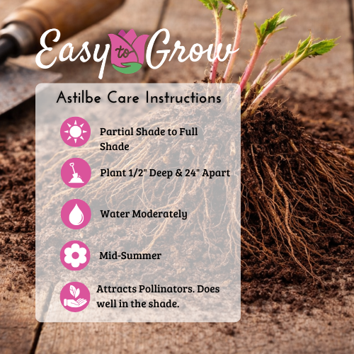 Astilbe bareroot care instructions