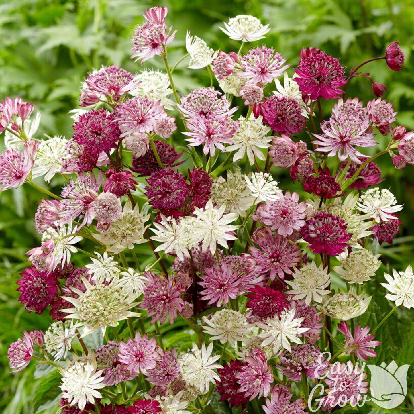 maroon, pink and white Astrantia flowers