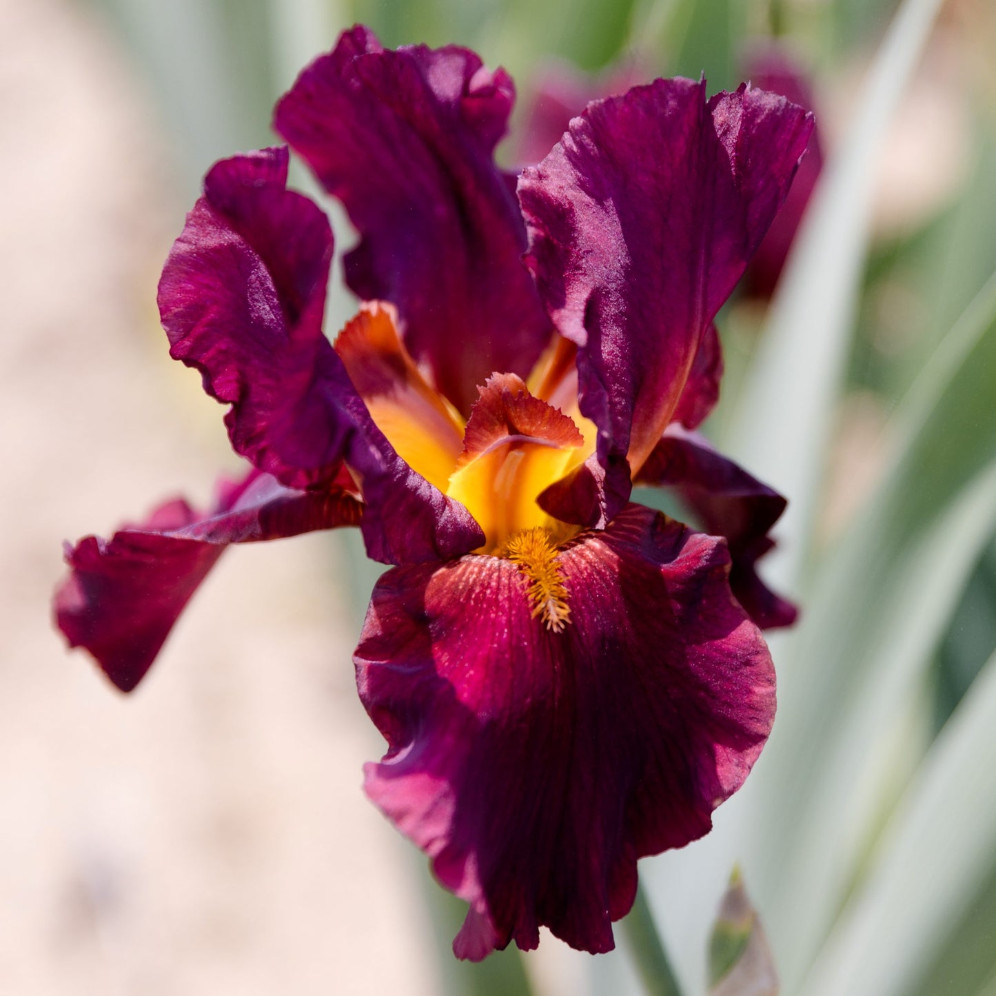 Bearded Iris Bernice's Legacy bloom