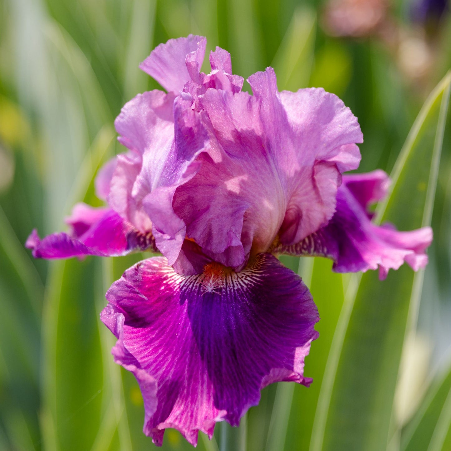 Close up of Bearded Iris Lady Friend with orchid-purple petals