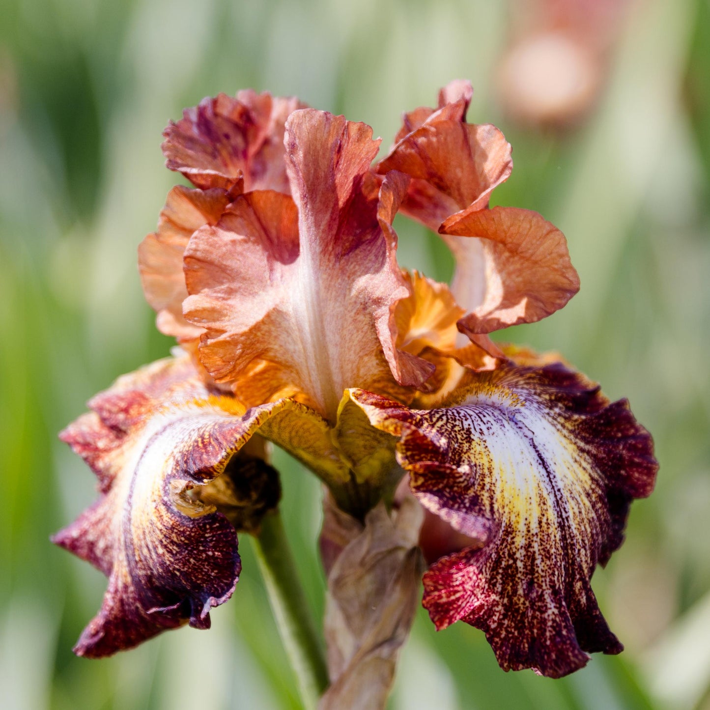 close up sideview of Paprika Fono bloom
