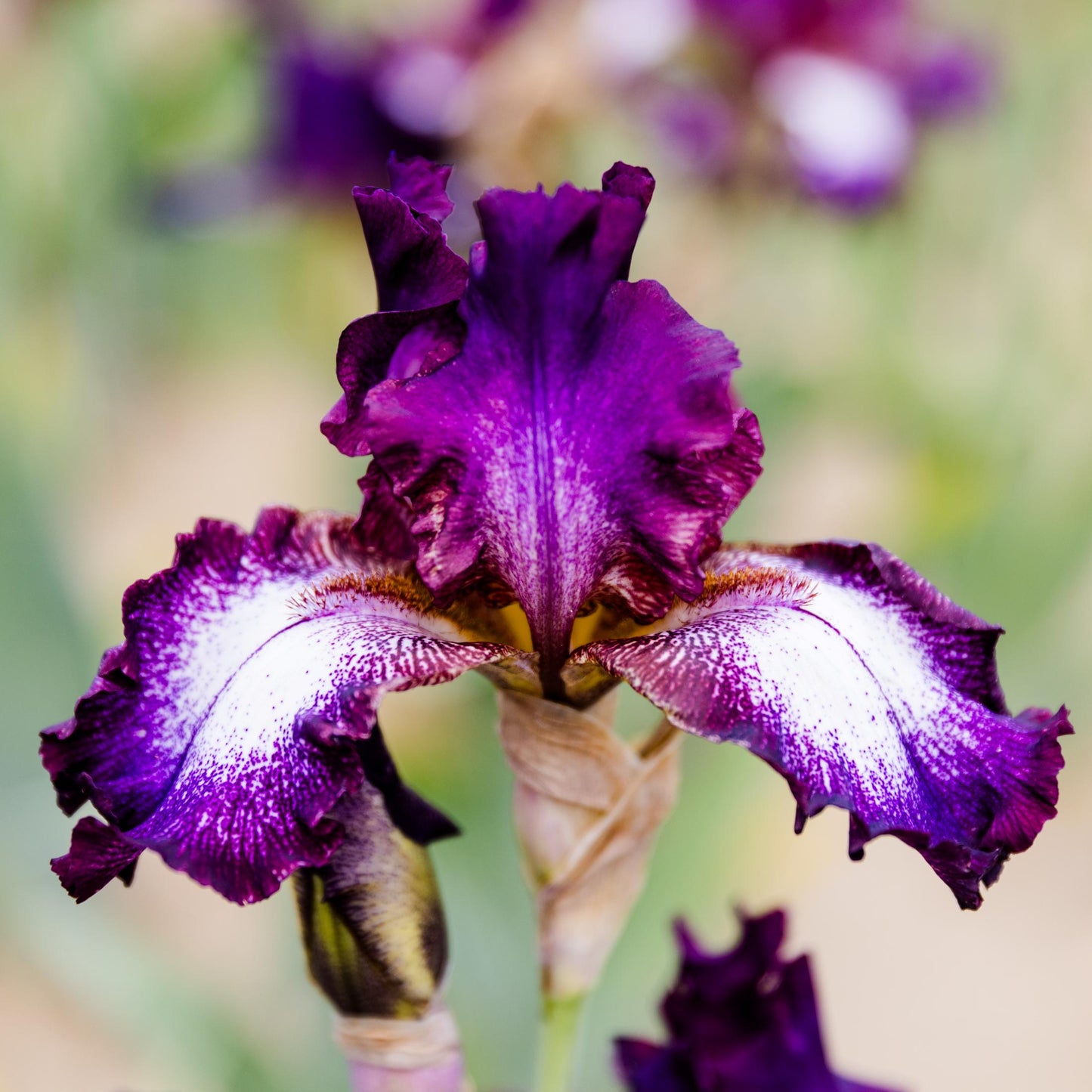 dark purple and white blooms of bearded iris tennison ridge