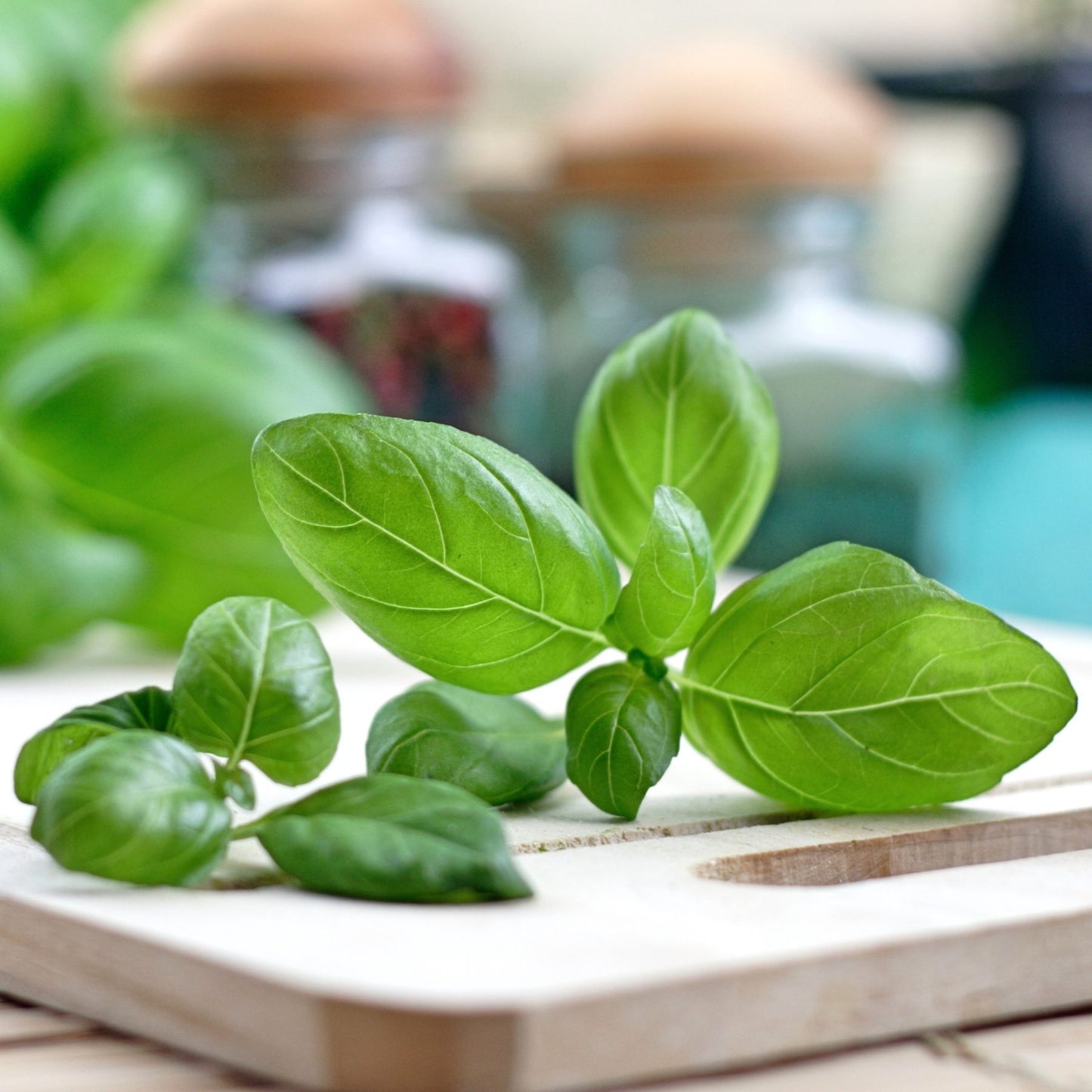 picked basil leaves in the kitchen